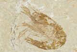 Two Cretaceous Fossil Shrimp - Lebanon #349673-1